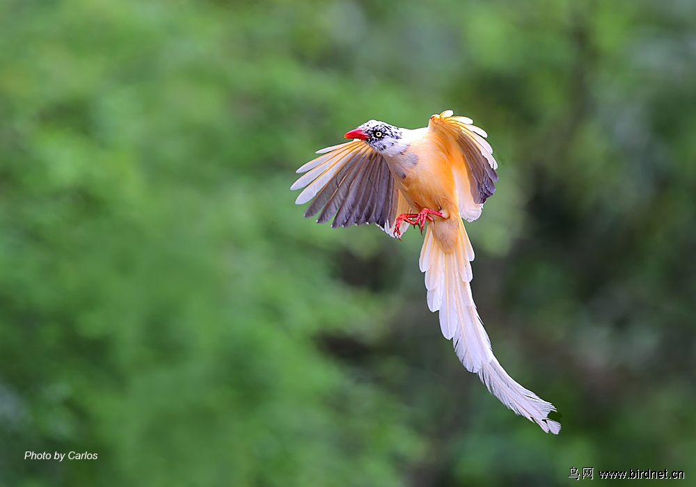 (台湾蓝鹊 白化)追焦白蓝鹊