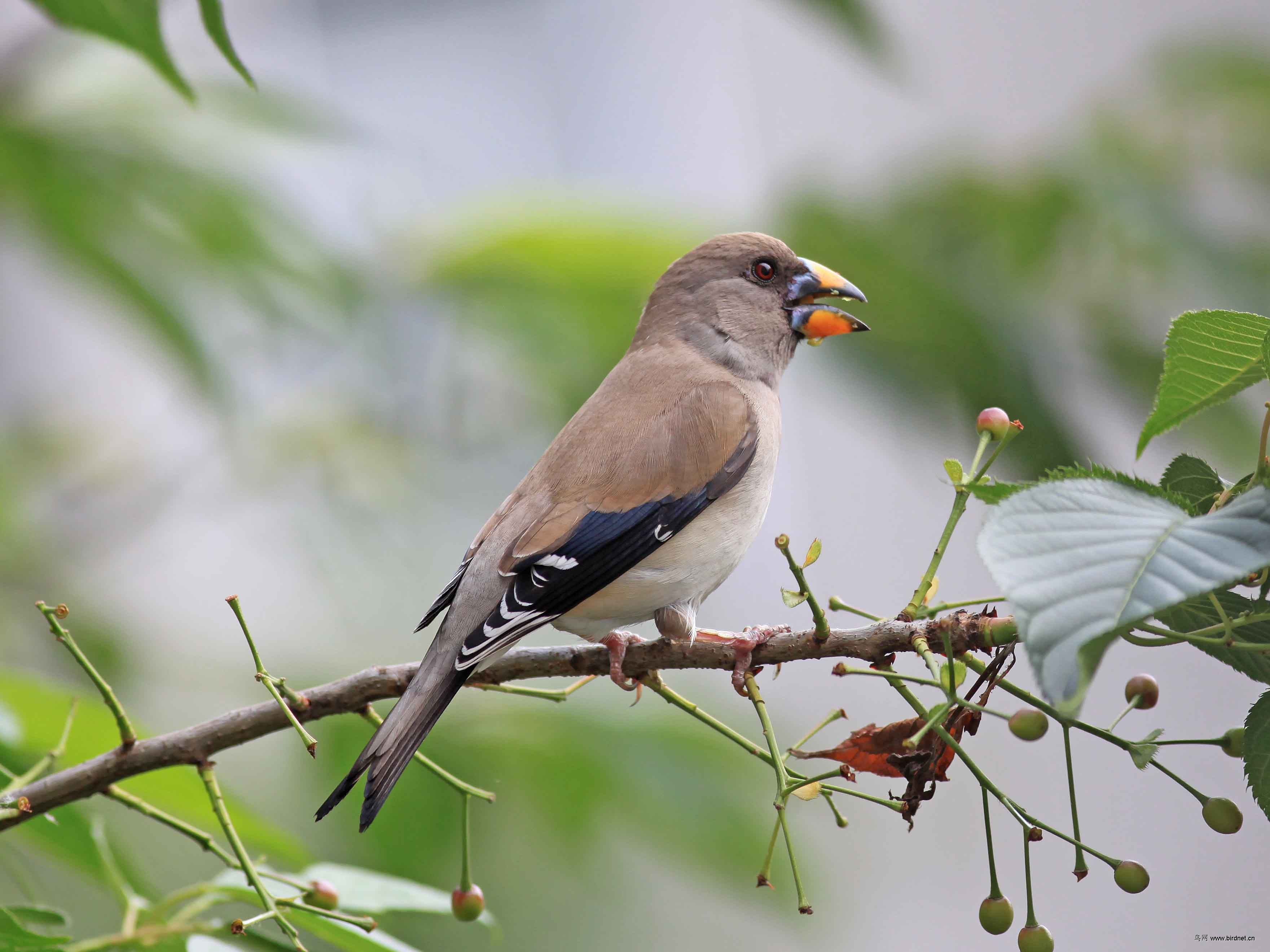 黑尾蜡嘴雀由雄鸟哺育幼鸟?