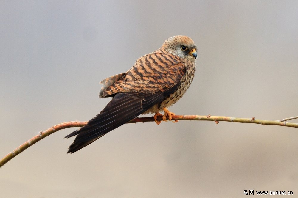 今年在野鸭湖记录的雌雄黄爪隼