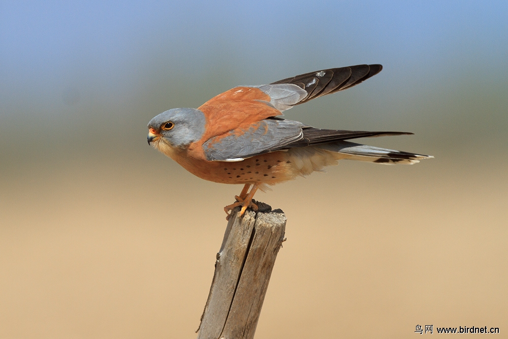 今年在野鸭湖记录的雌雄黄爪隼