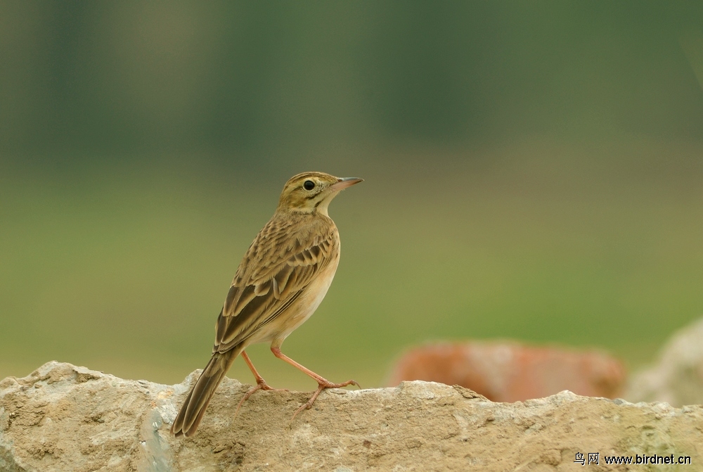 沙河的那只田鹨 - 北京版 Beijing 鸟网