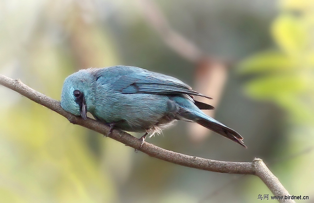 [铜蓝鹟]真想睡一会儿、、、、、、、这么多镜