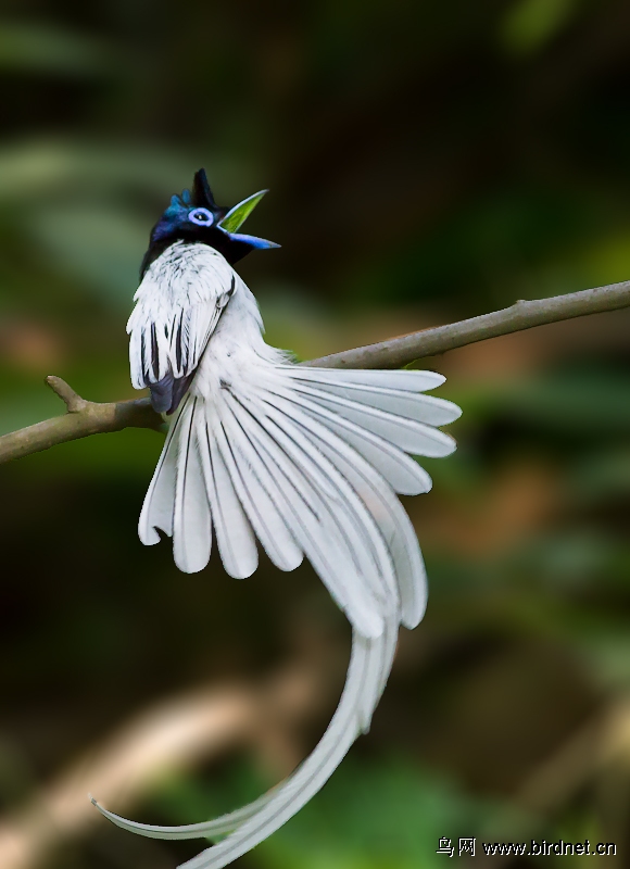 白寿带 - 湖北版 Hubei 鸟网