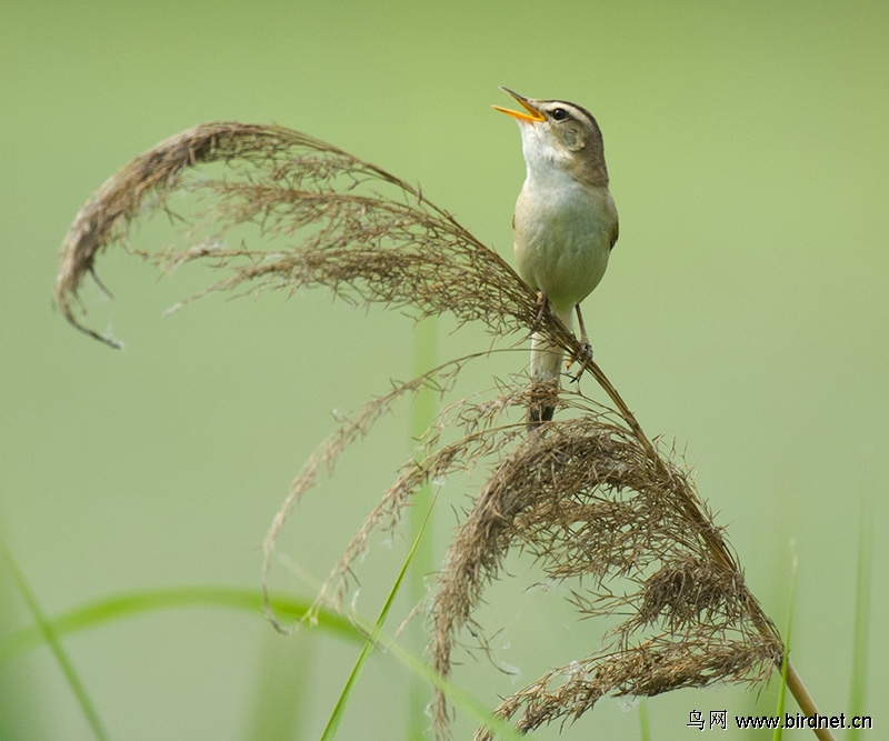 树上小鸟啼 35374270334965.jpg