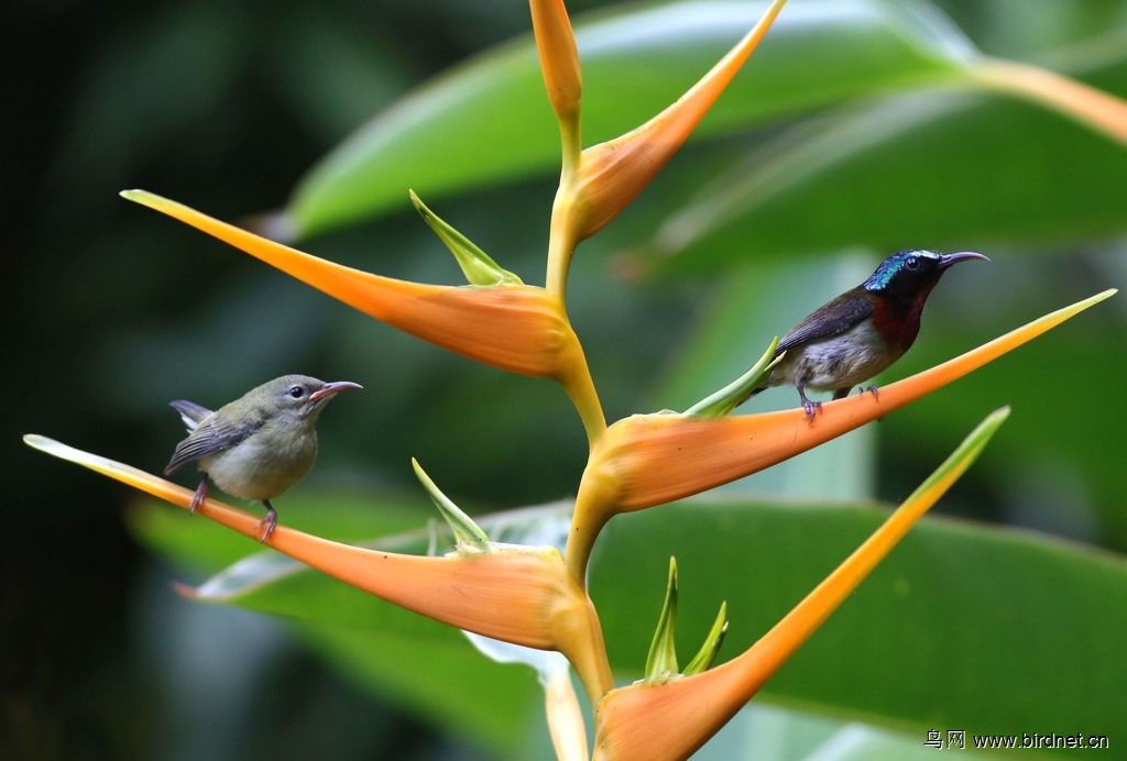 天堂来客- 江西版Jiangxi