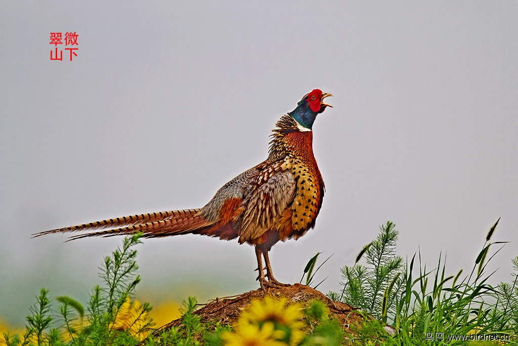 一唱雄鸡天下白----衡水湖的雉鸡 - 北京版 Beijing 鸟网