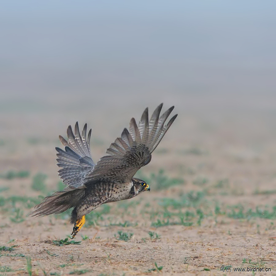 猎隼(sakerfalcon)