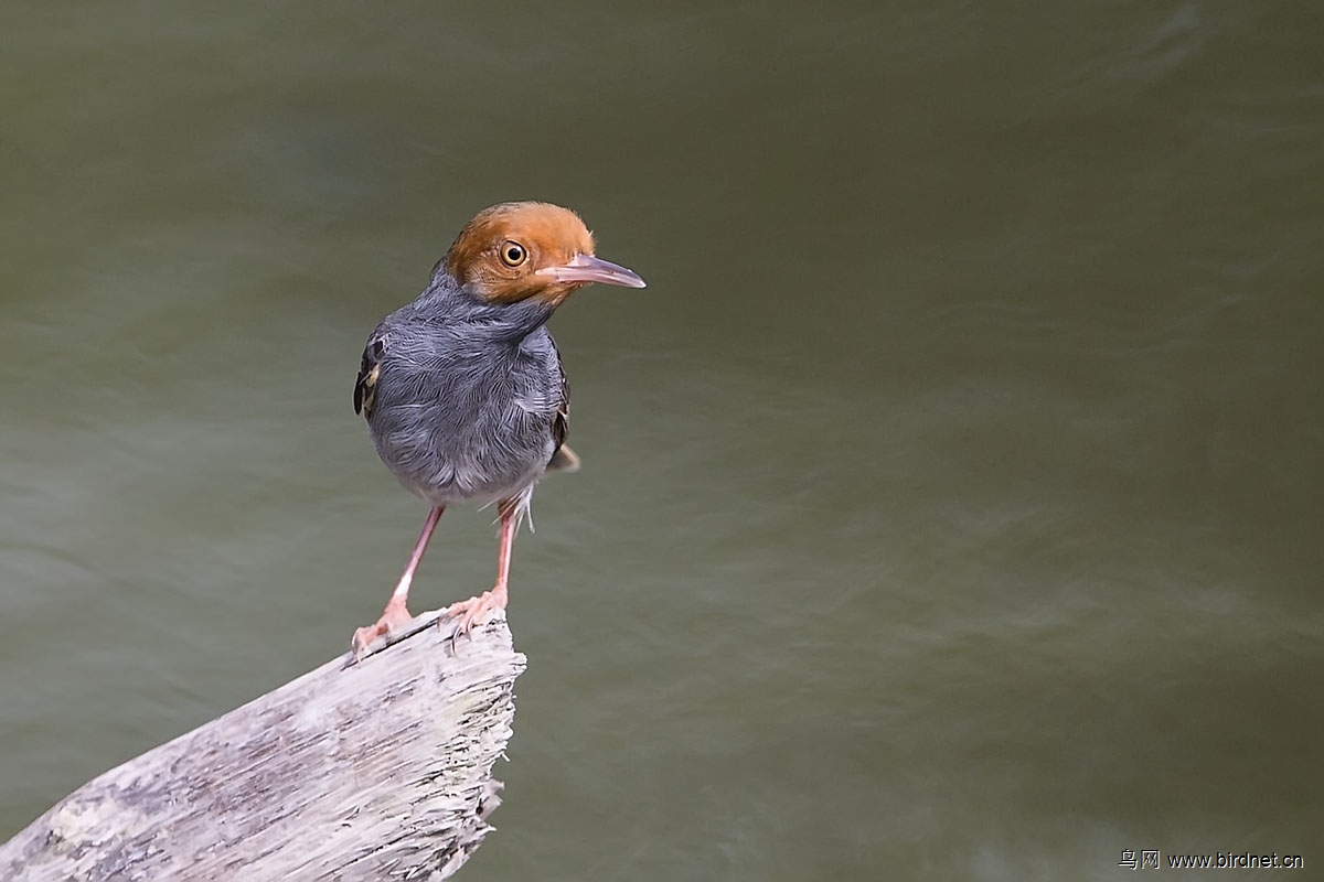 著名外交家前联合国副秘书长冀朝铸为中国北戴
