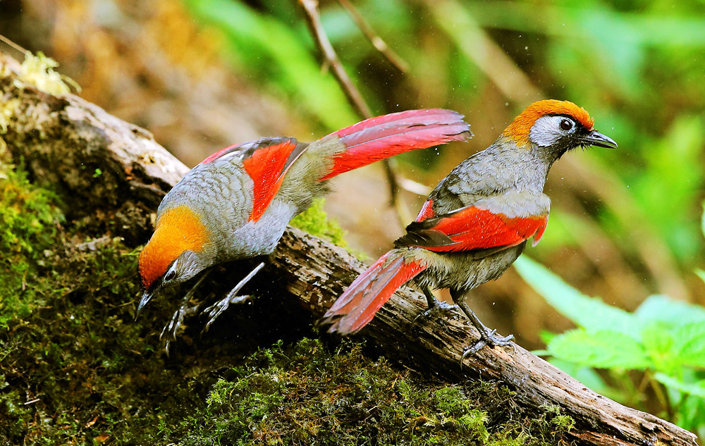 双鸟图——赤尾噪鹛