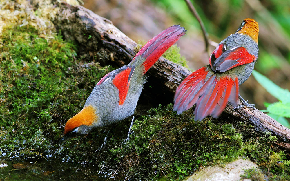 双鸟图——赤尾噪鹛