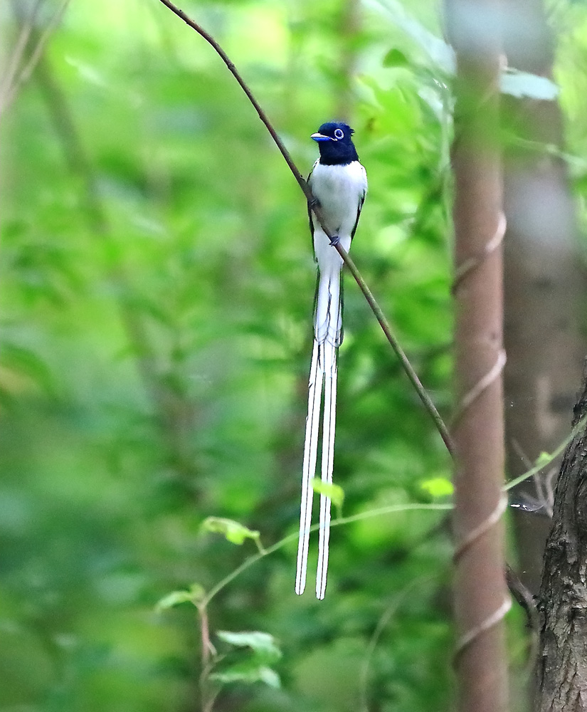 一组白寿带 - 北京版 Beijing 鸟网