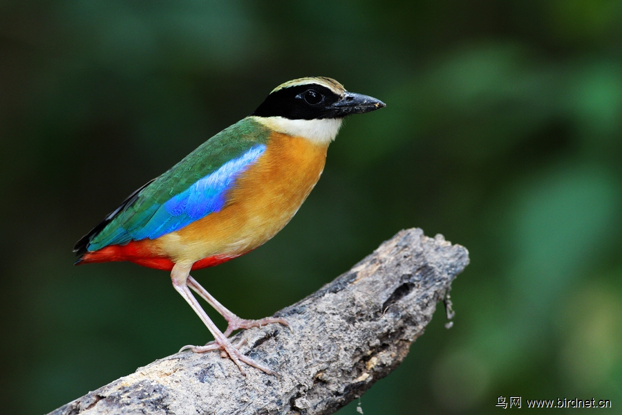 蓝翅八色鸫 blue-winged pitta