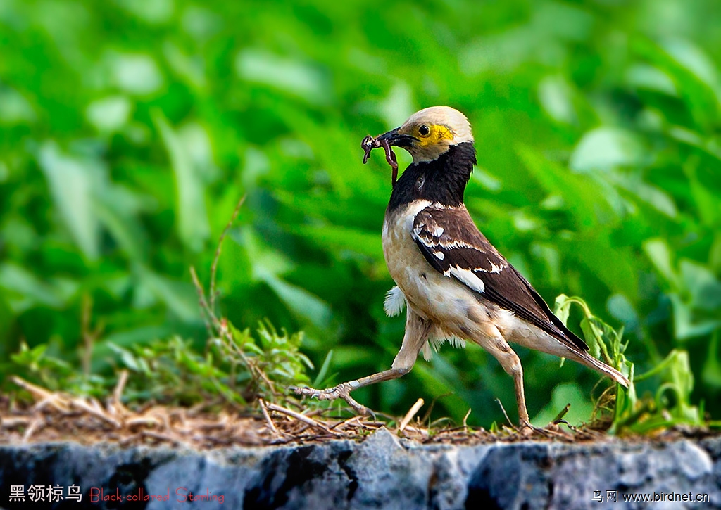 黑领椋鸟 Black-collared Starling