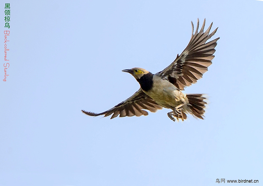 黑领椋鸟 Black-collared Starling - 贵州版 Guizh