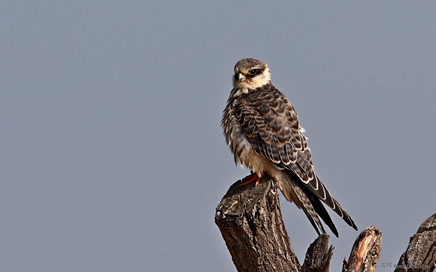 隼字怎么读是什么意思 3412133413802.jpg