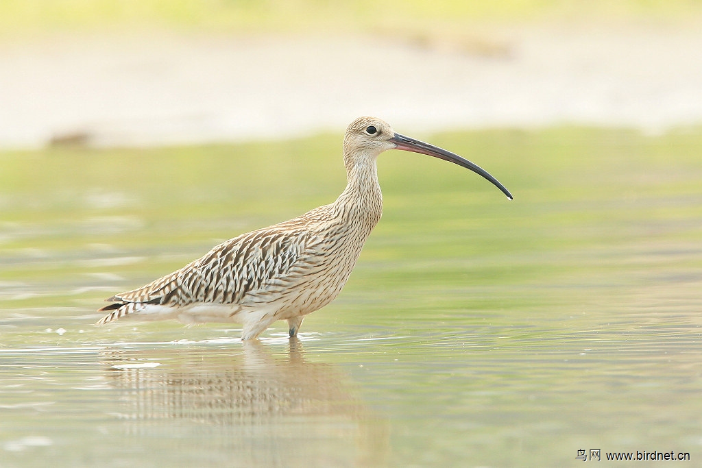 吃螺丝的白腰杓鹬--感谢宜宾山歌,老百姓,落叶