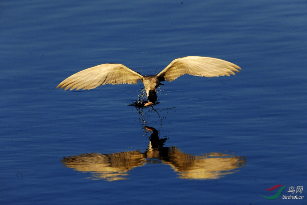 虚浮鸥 - 广西版 Guangxi 鸟网