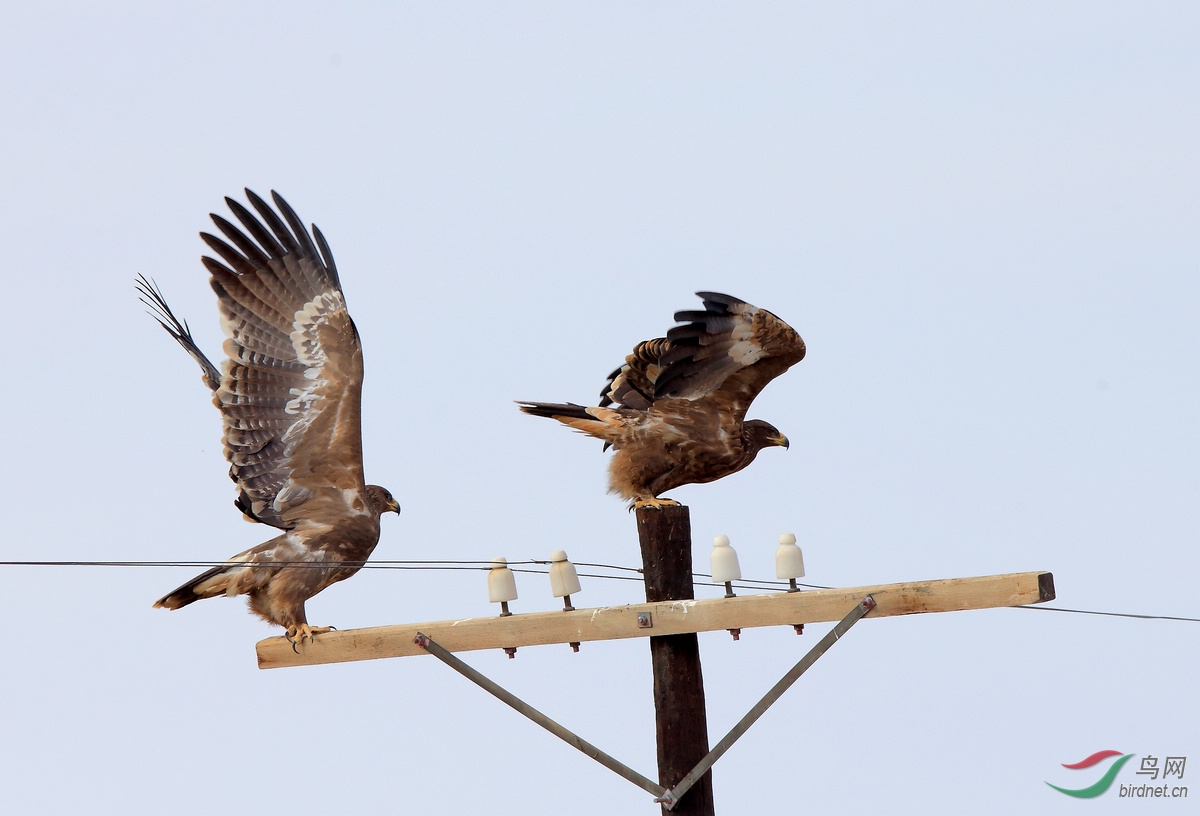 (草原雕)北塔山的猛禽