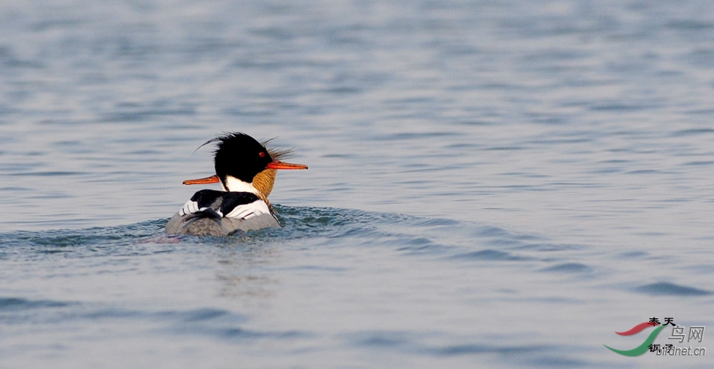 秋沙鸭祝贺内蒙古板块开通了 - 内蒙古版 Neim