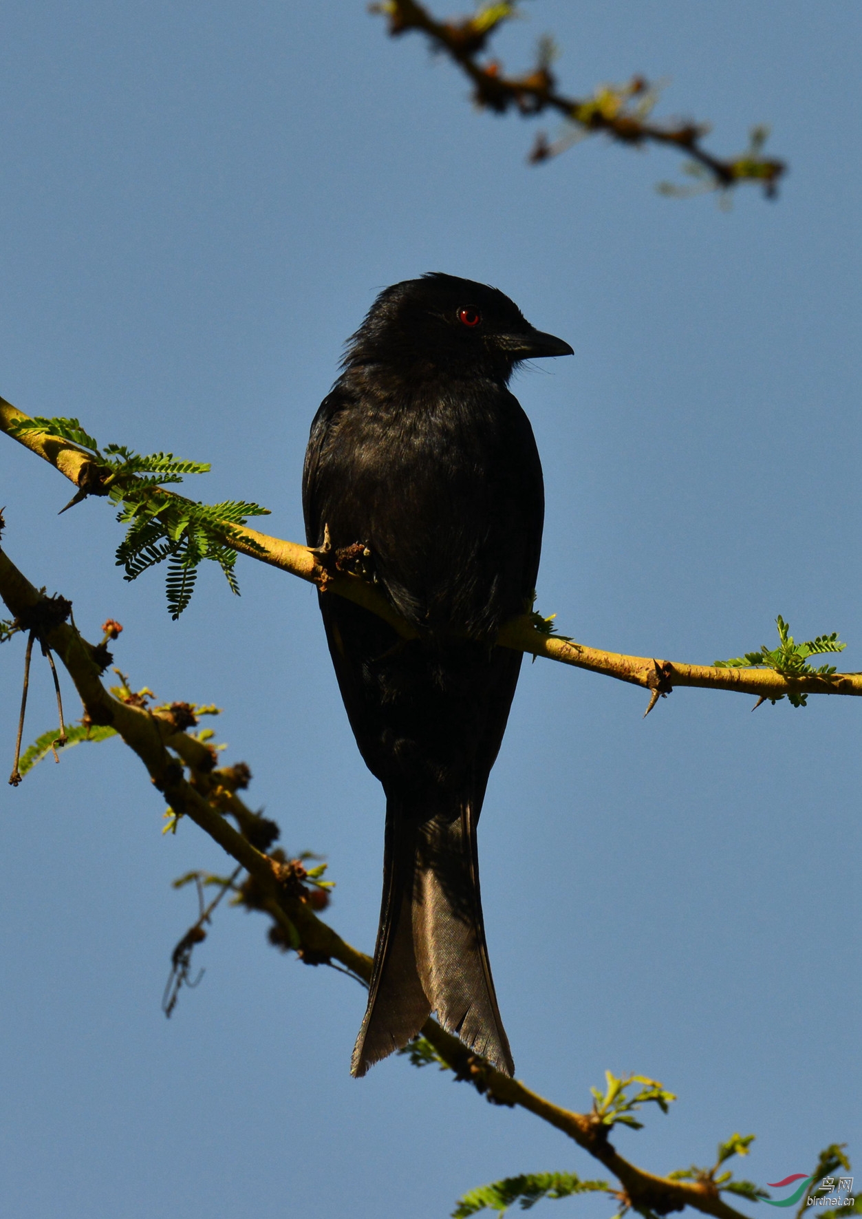 请问这只黑鸟叫什么名字?