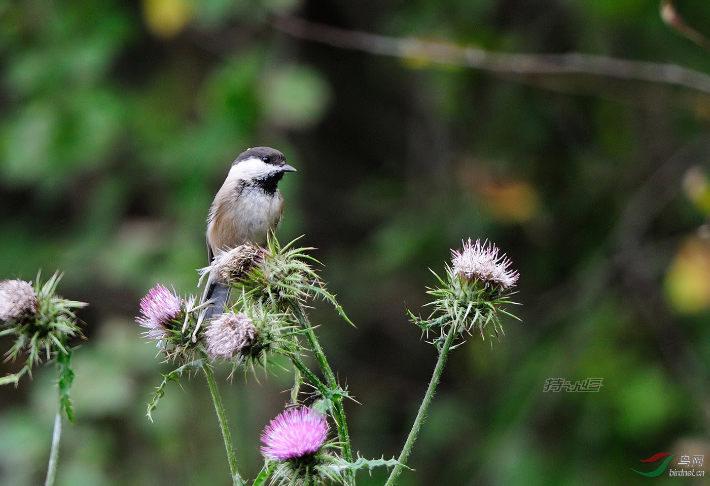 甘南、川西北地区拍的几种小鸟 - 四川版 Sichu