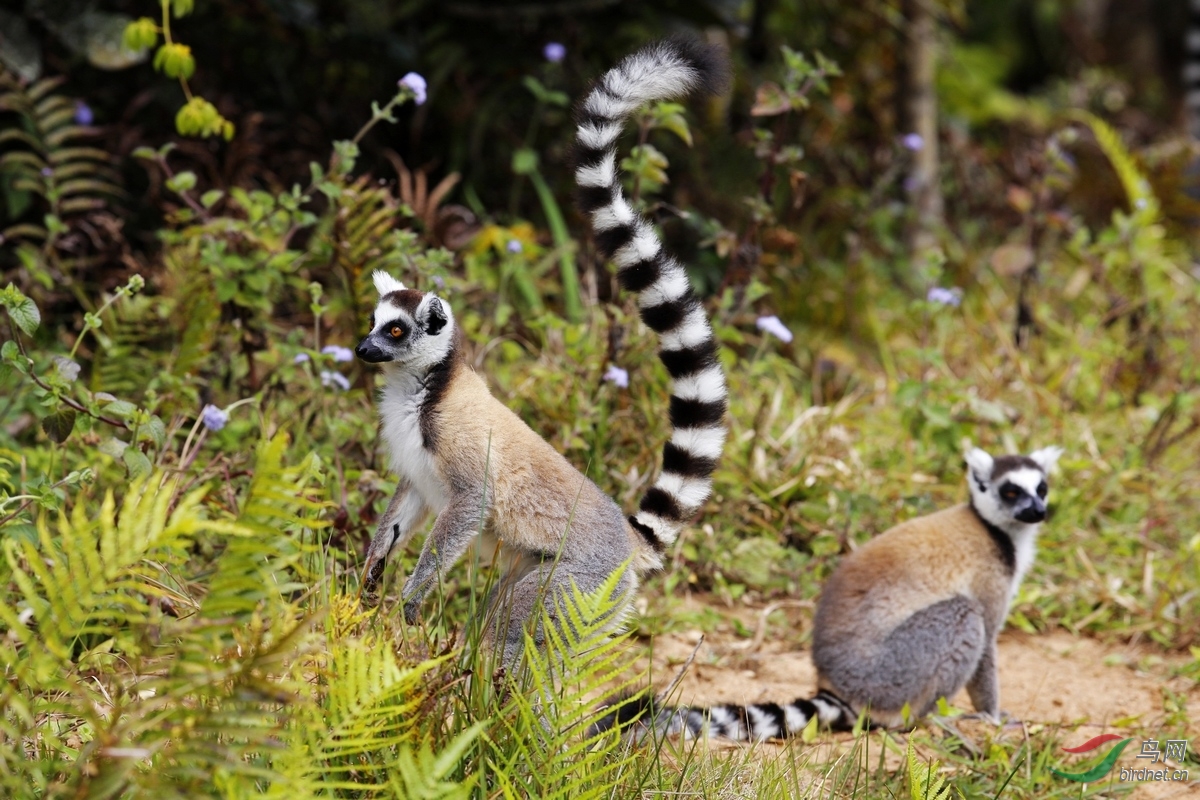 环尾狐猴ring-tailed lemur (lemur catta)