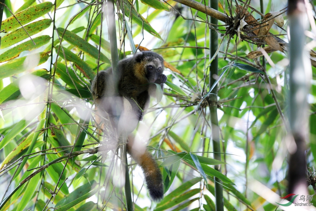 金竹狐猴golden bamboo lemur (hapalemur aureus, malagasy