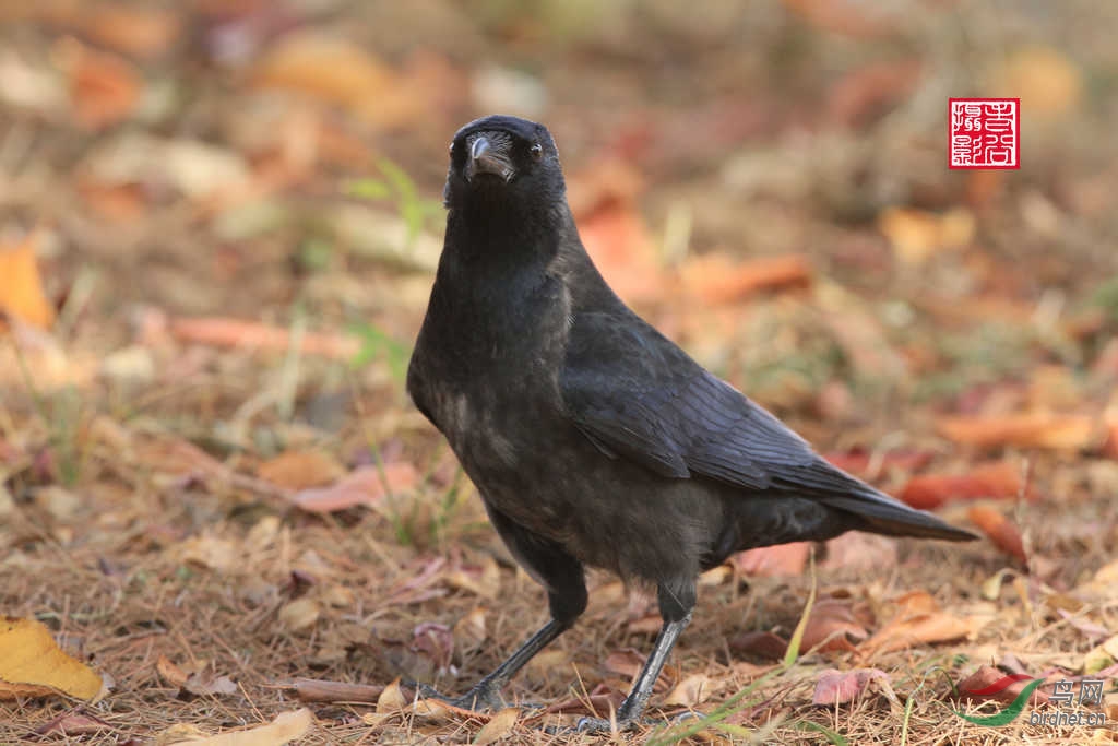 达乌里寒鸦(亚成体) - 辽宁版 Liaoning 鸟网