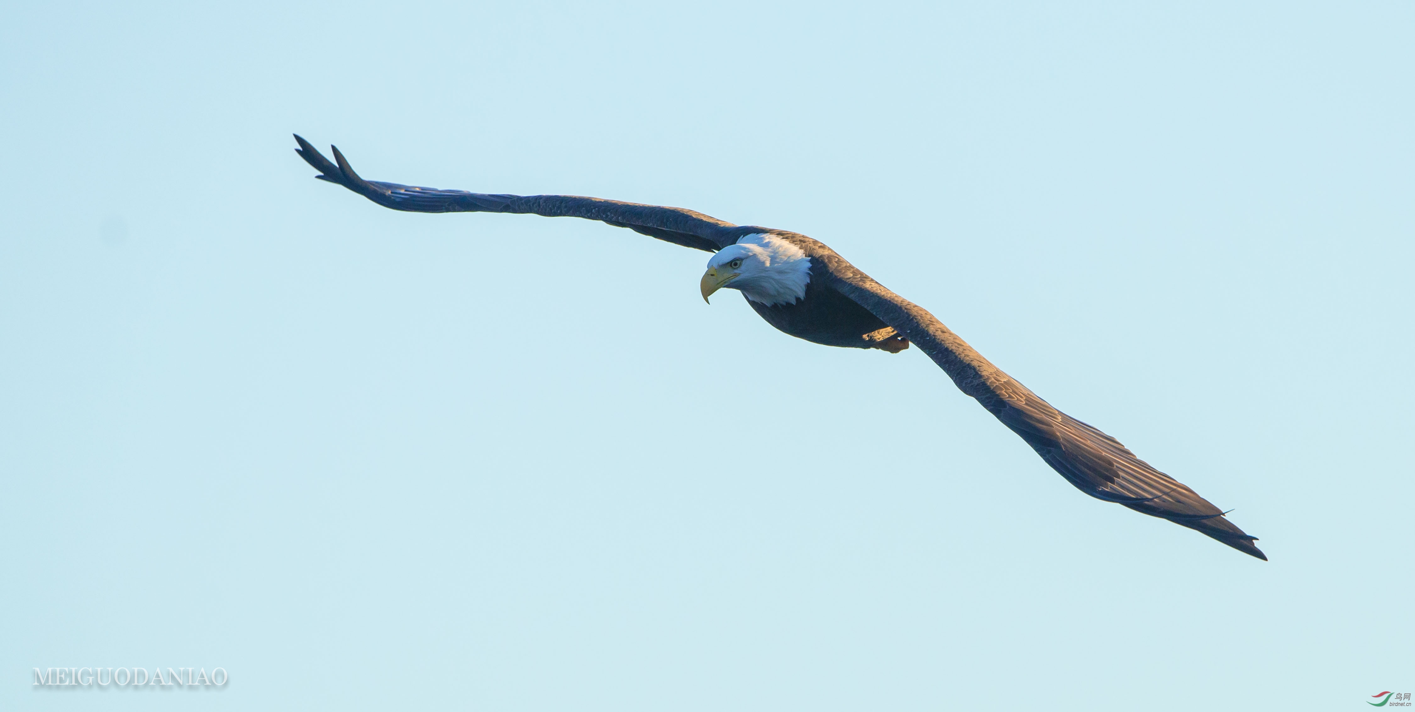 常逢海雕当头掠 - 海外版 Overseas 鸟网