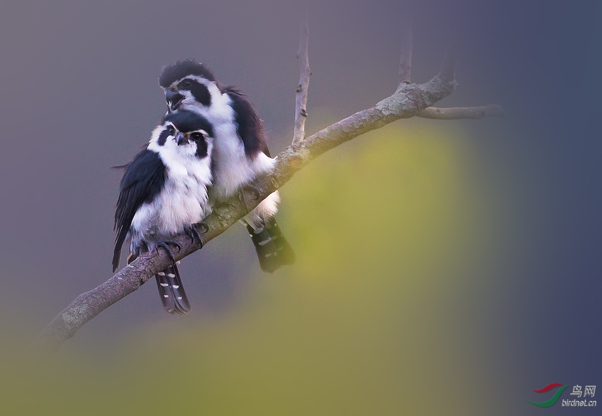 卿卿我我 甜甜蜜蜜 - 猛禽版 Raptors 鸟网