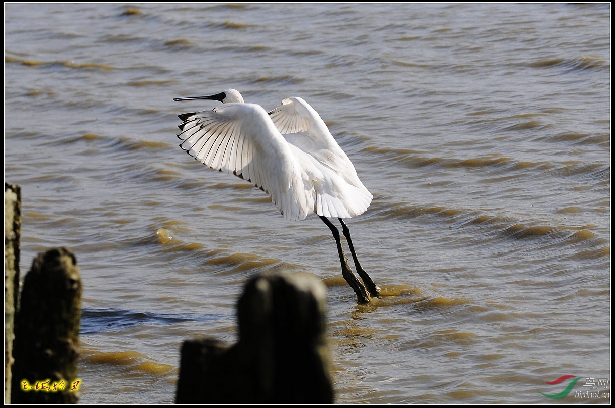 黑琵的另类美动态 - 广东版 Guangdong 鸟网