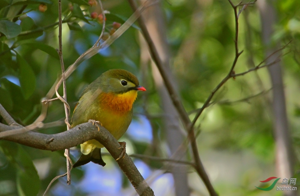秦岭林中鸟 - 陕西版 Shanxi 鸟网