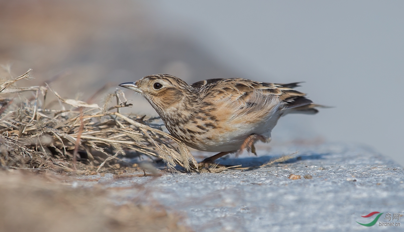 资料整理:   雀形目 > 百灵科 > 云雀属   passeriformes > alaudi