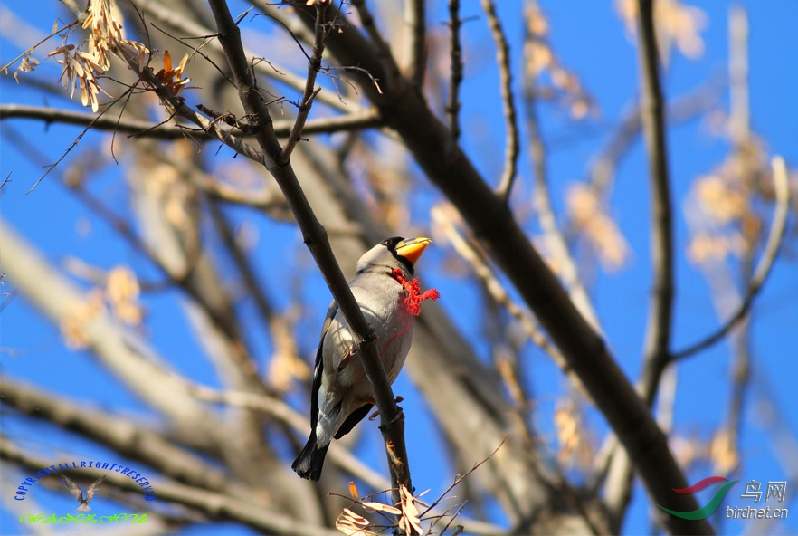 大海里捞针(呼吁拍鸟人:爱鸟。保护鸟。不吃鸟