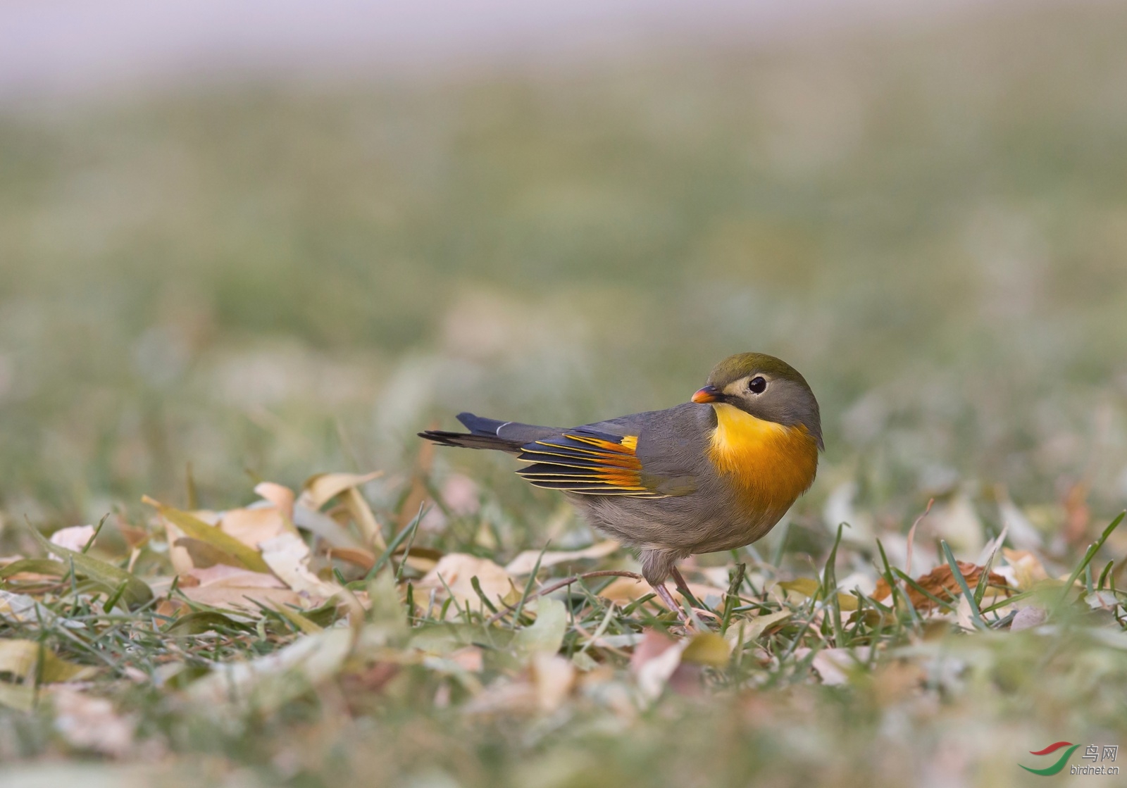 死亡线上拉回的相思鸟 - 北京版 Beijing 鸟网