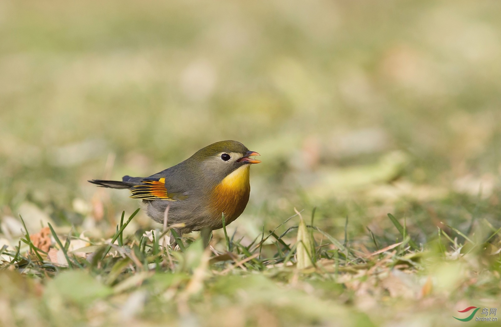 死亡线上拉回的相思鸟 - 北京版 Beijing 鸟网