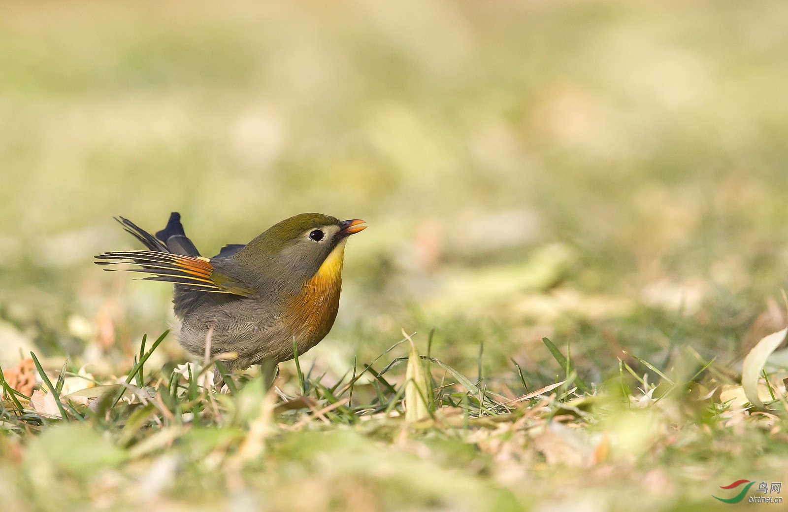 死亡线上拉回的相思鸟 - 北京版 Beijing 鸟网