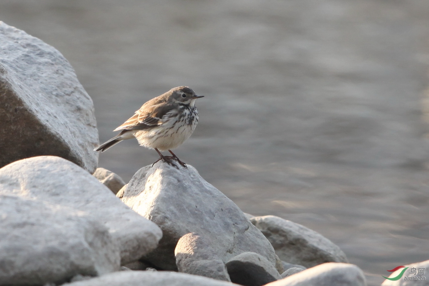 鸟类识别 bird identification