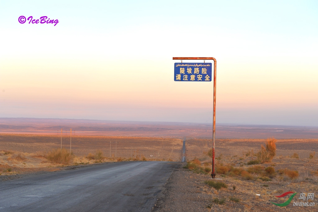 新强的风光-1 - 新疆版 Xinjiang 鸟网