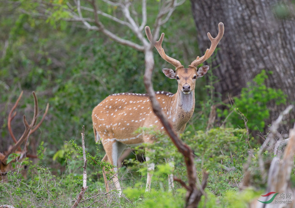 记录斯里兰卡的野生动物