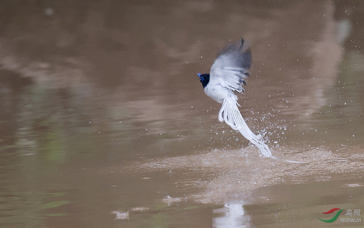 白寿带两图 - 四川版 Sichuan 鸟网