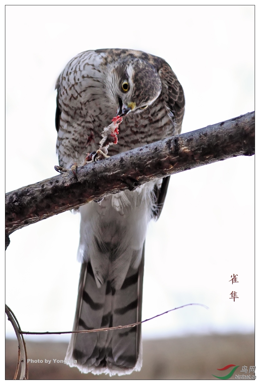 鹞子雀隼进食