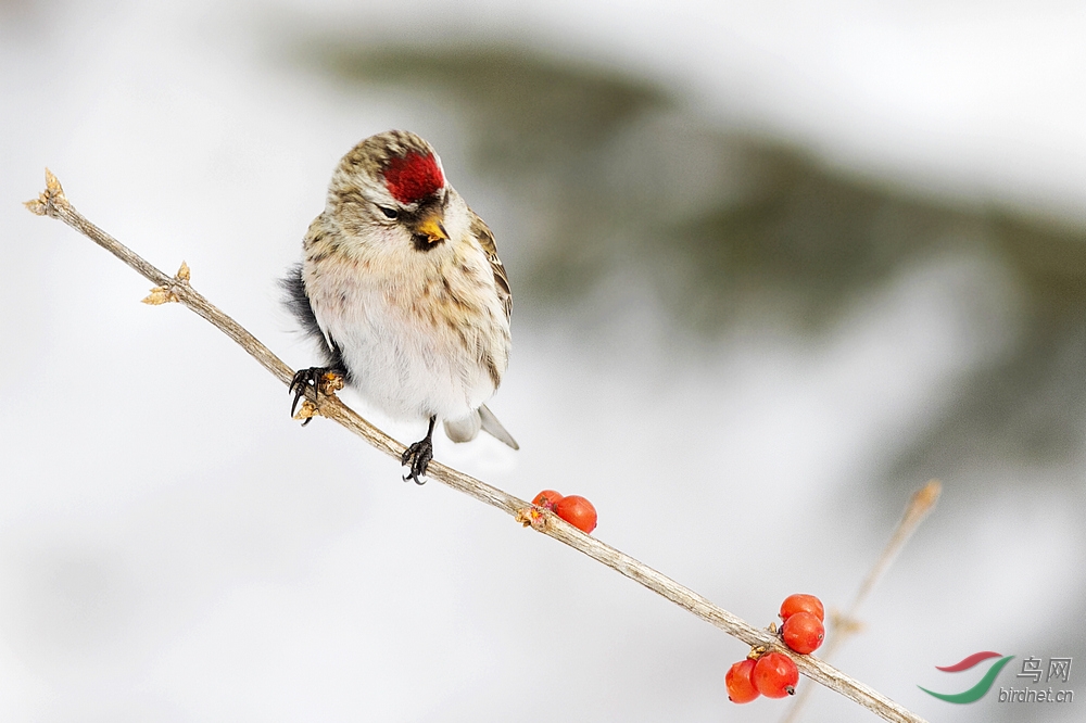小鸟的生活片段 - 黑龙江版 Heilongjiang 鸟网