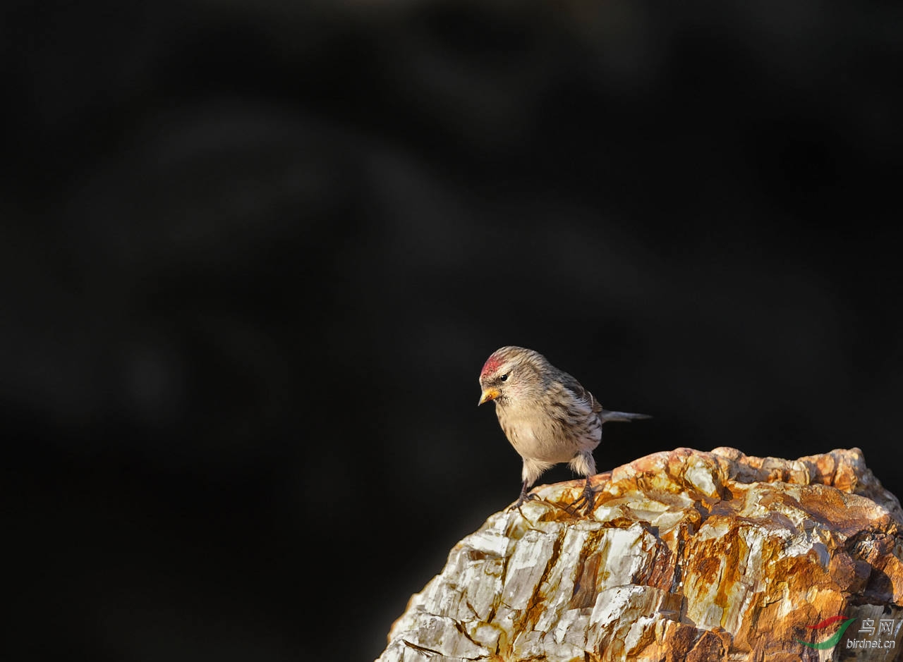鸿运当头 朱顶雀 - 辽宁版 Liaoning 鸟网