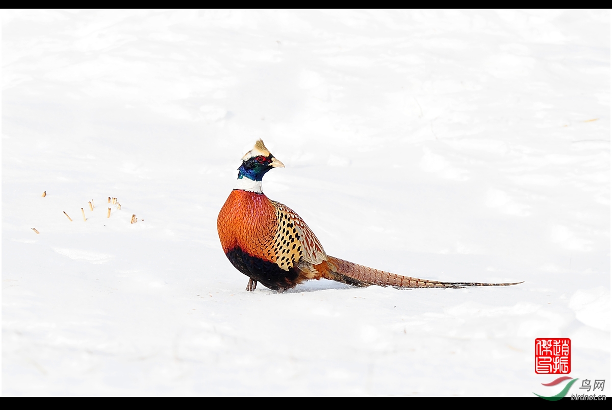 雪地雉鸡