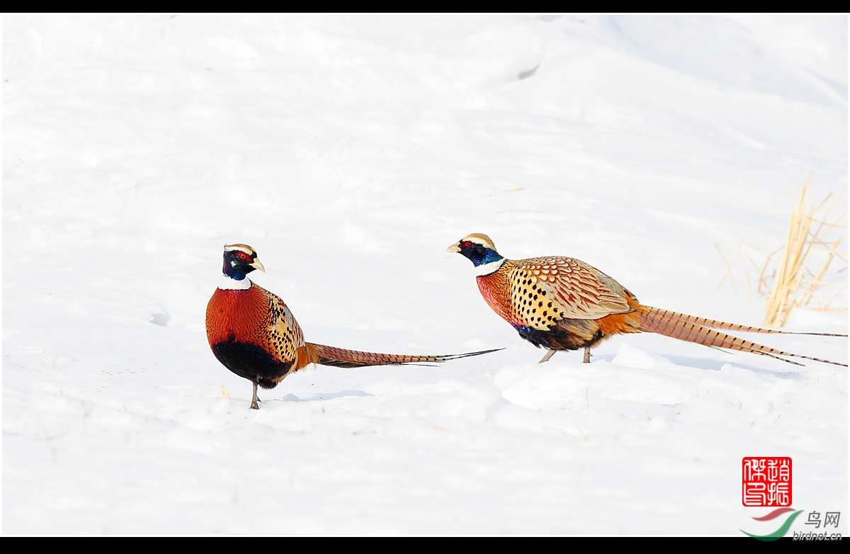 雪地雉鸡