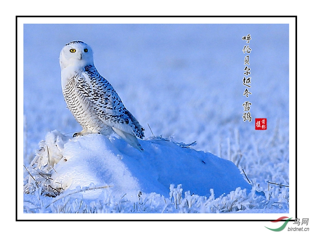 来自北极西伯利亚的候鸟-雪鸮
