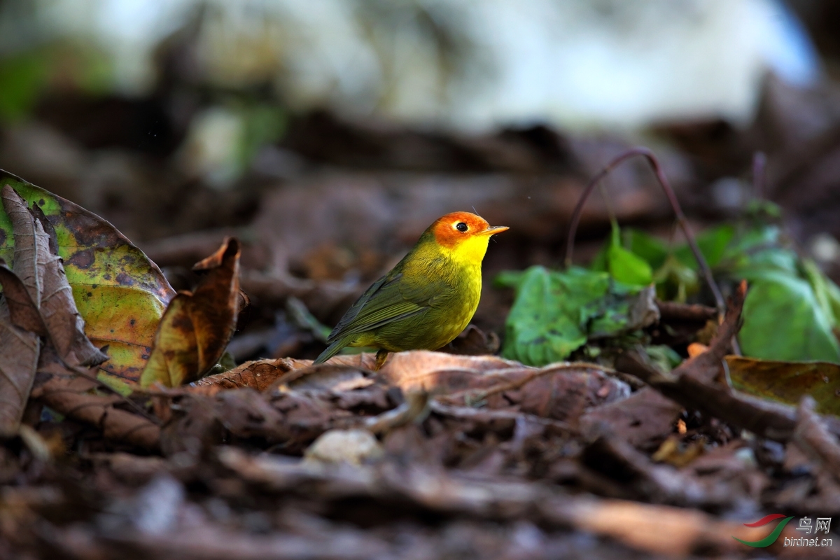 栗头地莺 chestnut-headed tesia