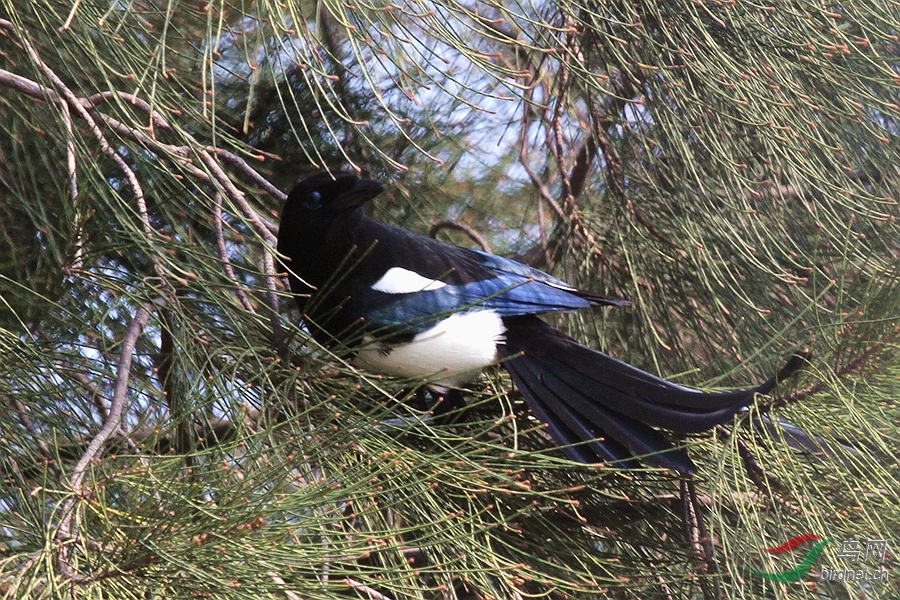 黑白配,请教前辈鸟名 - 鸟类识别 Bird Identifica