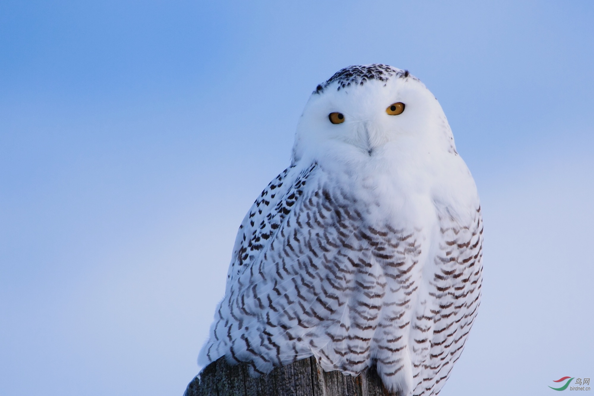 snowy owl-雪 